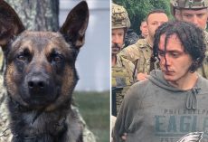 4-year-old police dog named Yoda unveiled as hero who took down killer who escaped from Pennsylvania prison