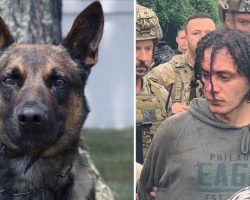 4-year-old police dog named Yoda unveiled as hero who took down killer who escaped from Pennsylvania prison