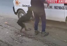 Injured Dog Jumps Into An Ambulance To Save Herself