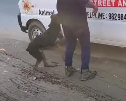 Injured Dog Jumps Into An Ambulance To Save Herself