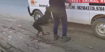 Injured Dog Jumps Into An Ambulance To Save Herself