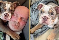Bulldog puppy ‘saves owner’s life’ by chewing his toe to the bone – hospital scans reveal the unthinkable