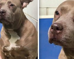 Depressed pit bull filmed ”crying” at shelter after being used for breeding then dumped