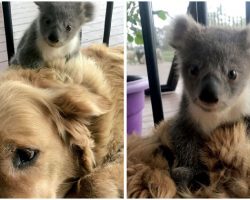 Golden Retriever Saved Abandoned Baby Koala And Brought Him Home With Her