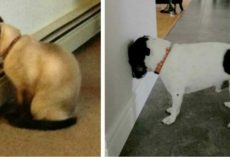 Think animals are cute when they do this? Instead, you should be sounding the alarm immediately