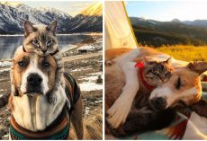 Rescue Dog And Cat Become Besties And Take Adventures Together