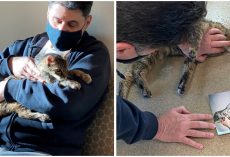 Owner Miraculously Found His Tabby After 15 Years Of Separation