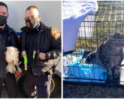 Police Officers Risk Their Lives To Save Dog And Cat From Fire