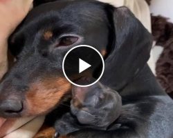 Proud Dachshund Dog Mother with New born puppy