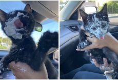 Rescue Kitten Went Crazy For Her Very First Puppuccino Ever