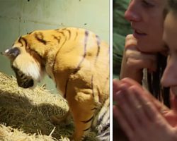 Tiger mom gives birth to lifeless cub – caretaker left astonished at her reaction