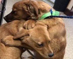 Two Puppies Comfort Each Other With Hugs After Being Rescued