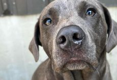 Emotional support dog went missing in vehicle theft — now she’s finally home