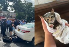 FDNY firefighters rescue kitten trapped in wheel well of car — thank you
