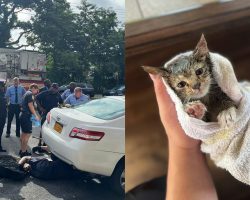 FDNY firefighters rescue kitten trapped in wheel well of car — thank you