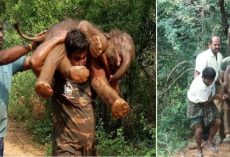 Kind-hearted man carries injured baby elephant on his back to get treatment