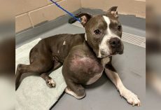 Stray pit bull found with tumor the size of a volleyball now getting a second chance