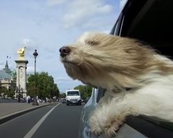 Why Dogs Like Sticking Their Heads Out Of Car Windows