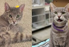 Cat who spent his whole life in shelter finally finds a home after 9 years