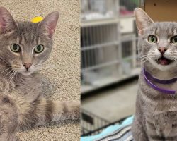 Cat who spent his whole life in shelter finally finds a home after 9 years