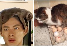 30+ Photos To Prove That Cat Logic Is Simply Beyond Comprehension