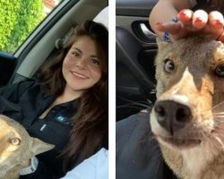 Woman is shocked after learning that the dog she rescued is a coyote