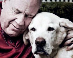 Blind 9/11 survivor remembers how his guide dog helped led him out of World Trade Center