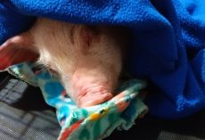 Piglet escapes transport truck, gets rescued by troopers and finds a new forever home