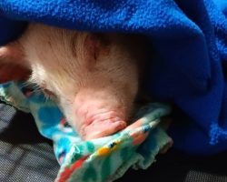 Piglet escapes transport truck, gets rescued by troopers and finds a new forever home
