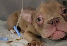 Inbred puppy looks like a “gremlin” and struggles to survive — animal rescue saves her life