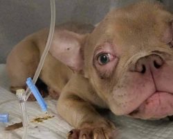 Inbred puppy looks like a “gremlin” and struggles to survive — animal rescue saves her life