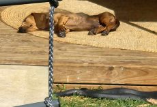 Photo shows sleeping dog unaware of hidden danger — a warning for pet owners