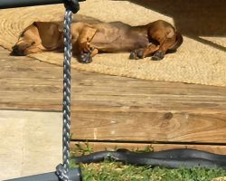 Photo shows sleeping dog unaware of hidden danger — a warning for pet owners