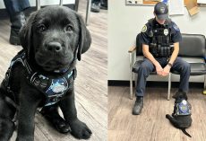 Adorable Lab puppy starts duty as police department’s first-ever comfort dog