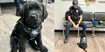 Adorable Lab puppy starts duty as police department’s first-ever comfort dog