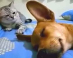 Sleeping dog lets out powerful fart – cat’s reaction is making thousands laugh out loud