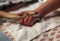 Heartbroken vet reveals: What pets do minutes before being put to sleep