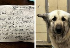 Dog found with heartbreaking note from homeless owner: ‘My mom can’t keep me’