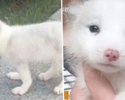 Woman buys ”cute puppy” in the pet store: 1 year later, she realizes her big mistake