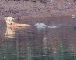 Three crocodiles swim up to stray dog in the water — what they do next surprised everyone