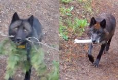 Researchers see Yellowstone wolves carrying unusual items — realize the sweet thing they’re doing for their pups