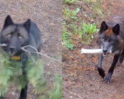 Researchers see Yellowstone wolves carrying unusual items — realize the sweet thing they’re doing for their pups