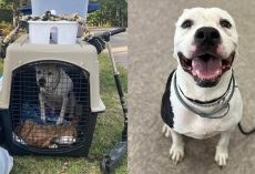 Dog thrown in the trash rescued by sanitation workers — now he has a happy ending