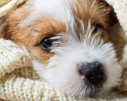 93-year-old woman spends her time crafting dog beds for shelter animals — thank you