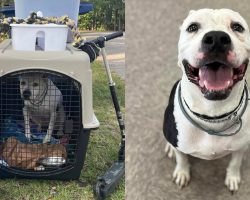 Dog thrown in the trash rescued by sanitation workers — now he has a happy ending
