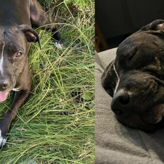 Pitbull rescued from dogfighting ring was shelter’s longest resident ever — but now she has a happy ending
