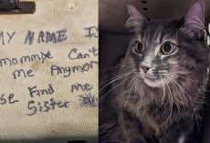 “My mom can’t take care of me anymore”: Cats abandoned with heartbreaking note, shelter writes a reply