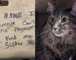 “My mom can’t take care of me anymore”: Cats abandoned with heartbreaking note, shelter writes a reply