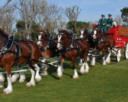 Budweiser accused of “mutilating” their iconic Clydesdales — make a major change that has animal lovers cheering