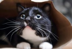Experts warn of viral TikTok trend that is “torturing” cats